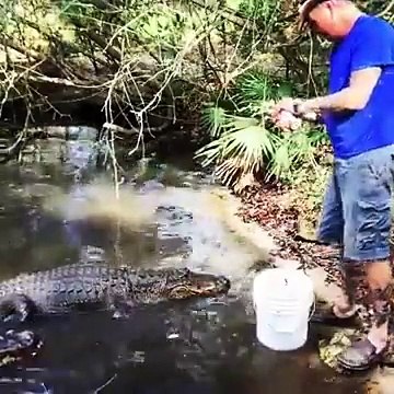 Il nourrit les alligators à la main... Chaud!
