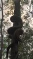Ce python a une technique impressionnante pour grimper aux arbres.