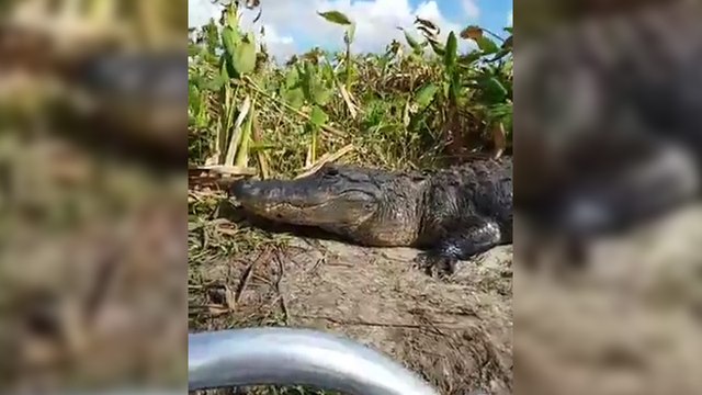 Un alligator grimpe sur le bateau de touristes