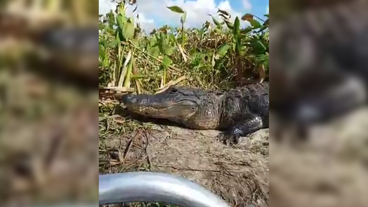 Un alligator grimpe sur le bateau de touristes