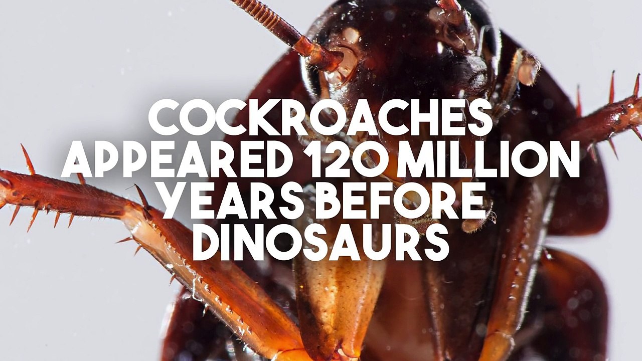 10 Unbelievable Facts You Didn't Know!-KVnpfpahrgU