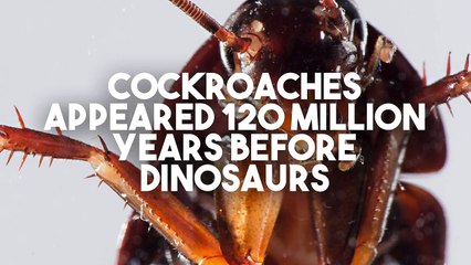 10 Unbelievable Facts You Didn't Know!-KVnpfpahrgU