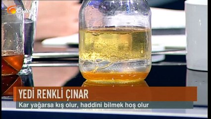 Yedi Renkli Çınar 20 01 2017