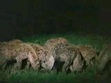 Lions-vs-hyenes