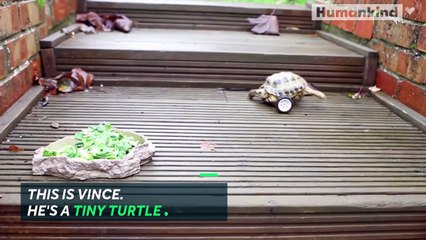 Tiny tortoise gets prosthetic leg made out of Lego pieces--nQ9rHlWyrU