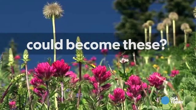 Army's new push - ammo that grows plants-mlmBOhXClPE