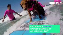 This surfing dog helps veterans and children heal-qYdD01PiTIc