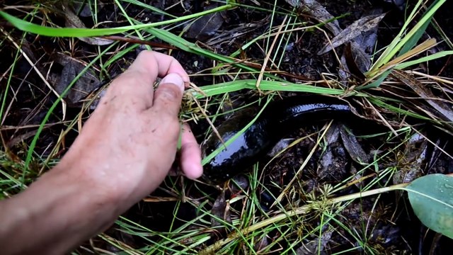 See A Visit The Fishing - The Mekong River