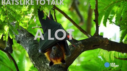 Bats like to talk... a lot-WR7vtMpgm7s