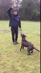 Un chien galère pour attraper une balle