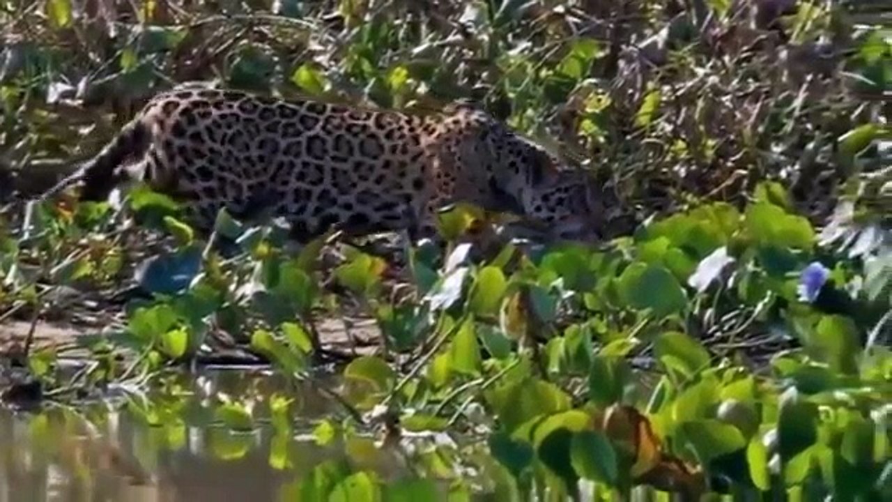 Animals Video
