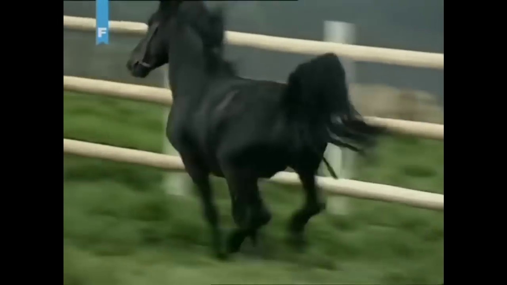 ⁣Bosanski brdski konj