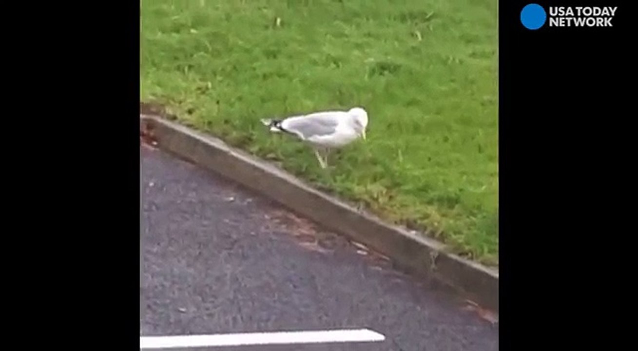 Celebrate the weekend like this seagull-8ewRKLaK2J0