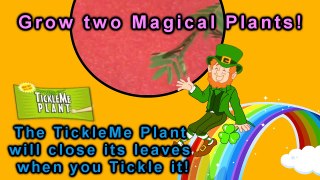 St Patrick's Day TickleMe Plant & Clover Gift Box-sJTu6cMQaQo