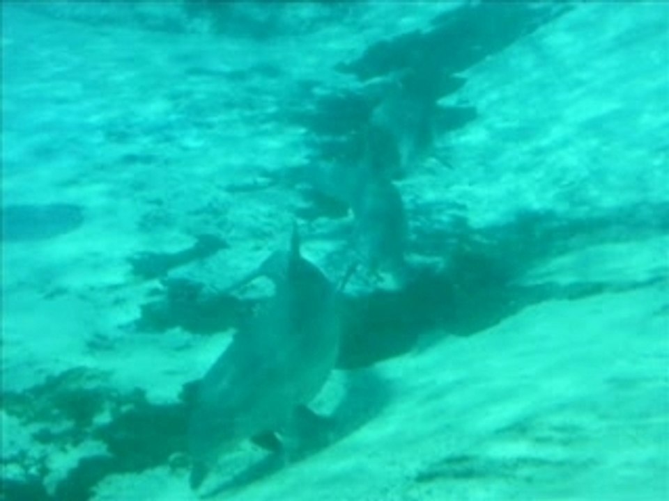 dauphins