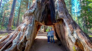Death of California's famous 'drive-thru' sequoia-TqfSkqCEZ30