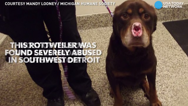 Dog found in Detroit with nose, ears chopped off-pApX5H-kSMY
