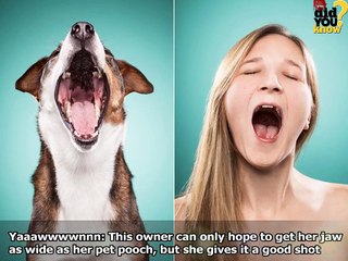 Dog Owners Perform Impressions of Their Own DOGS-vha7wWNzqjw