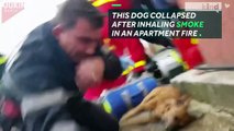 Firefighter performs CPR on dying dog-mpPSAsLXc0U