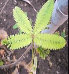 First Kiss- Blow Your TickleMe Plant a KISS and Watch It Respond!-NGFoBv9vark