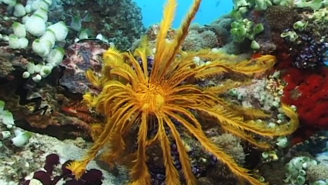 Maldives, A Diving Paradise - Now in High Quality! (Full Documentary)