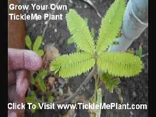 Grow Teacher's and Kid's  Favorite Pet Plant-fMjkzn_61Ts