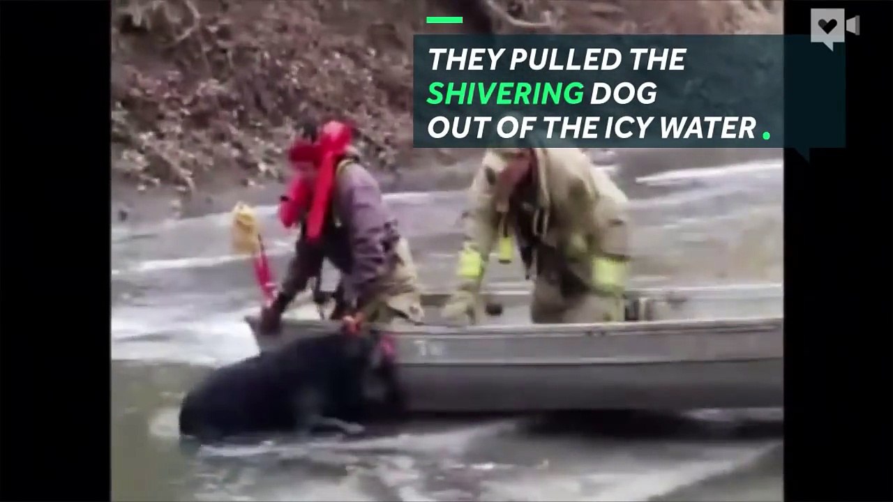 Helpless dog's wailing leads to rescue from icy river-jFYO4sROYWE