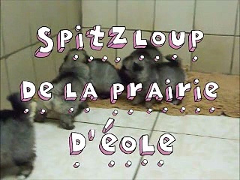 Bébés spitz loup de la prairie d'éole