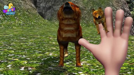 Finger Family of Wolves  _ Wolf Finger Family Song _ Finger Family Songs for Kids-xnjYfTtHJOo