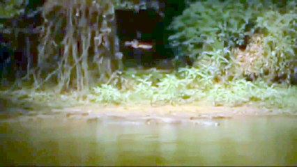 Amazing  tiger eat croc -  and more - deer gazelle buffalo