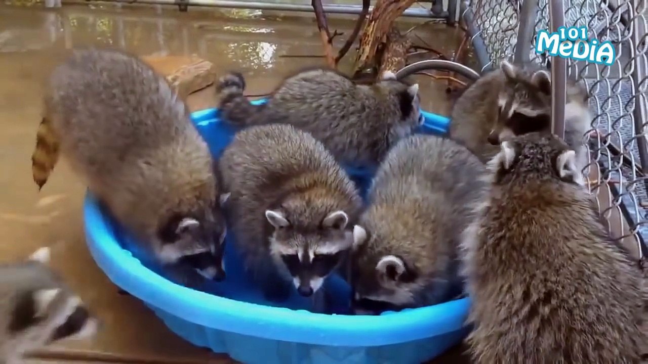 ЛУЧШИЕ ПРИКОЛЫ 2016 НОЯБРЬ|СМЕШНЫЕ ВИДЕО|КОШКИ|СОБАКИ|ЖИВОТНЫЕ|ТОП 2016|ТЕСТ НА ПСИХИКУ|ВЕСТИ|PIKABU