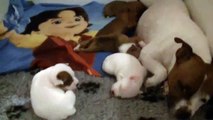 21ème vidéo Chiots de la 27ème portée de STAFFORDLAND