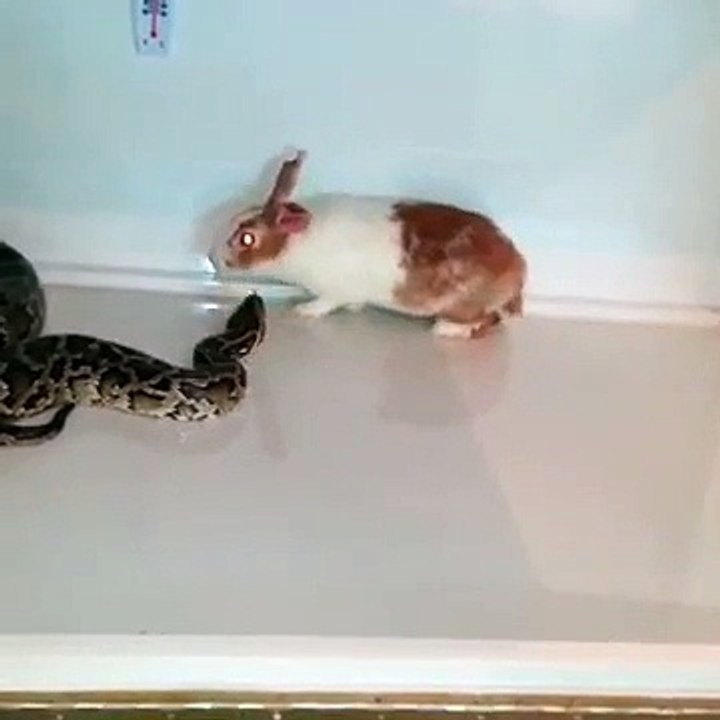 Attack By A Snake
