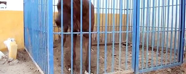 DERA Sabir Hussain Lumbrdar Gujjar Pind 217GB Samundri, Faisalabad mpeg4