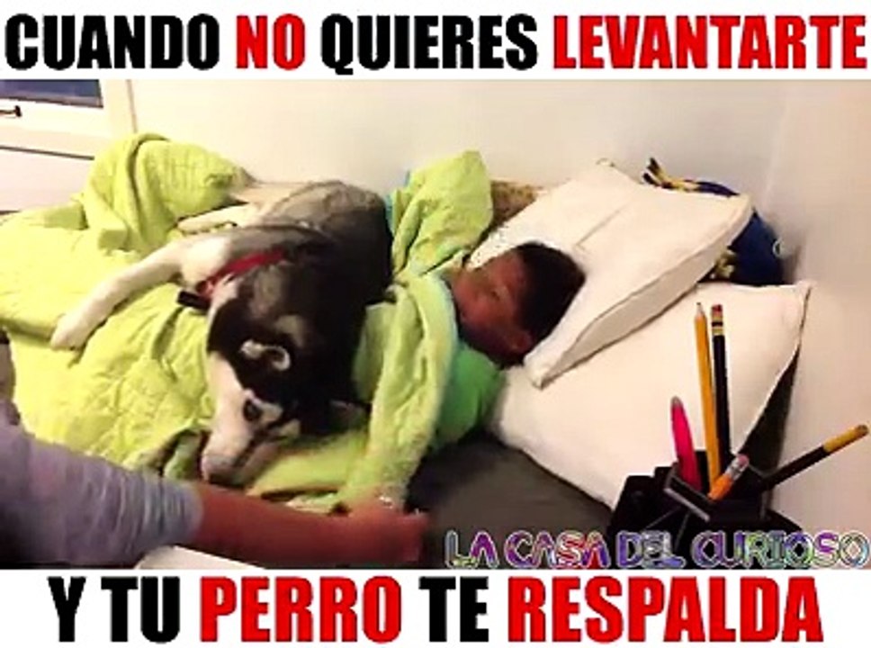 Quiero un perrito así❤️