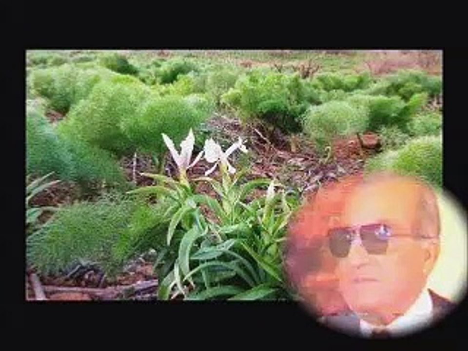 M Arıf Cızrawi Sare Sare