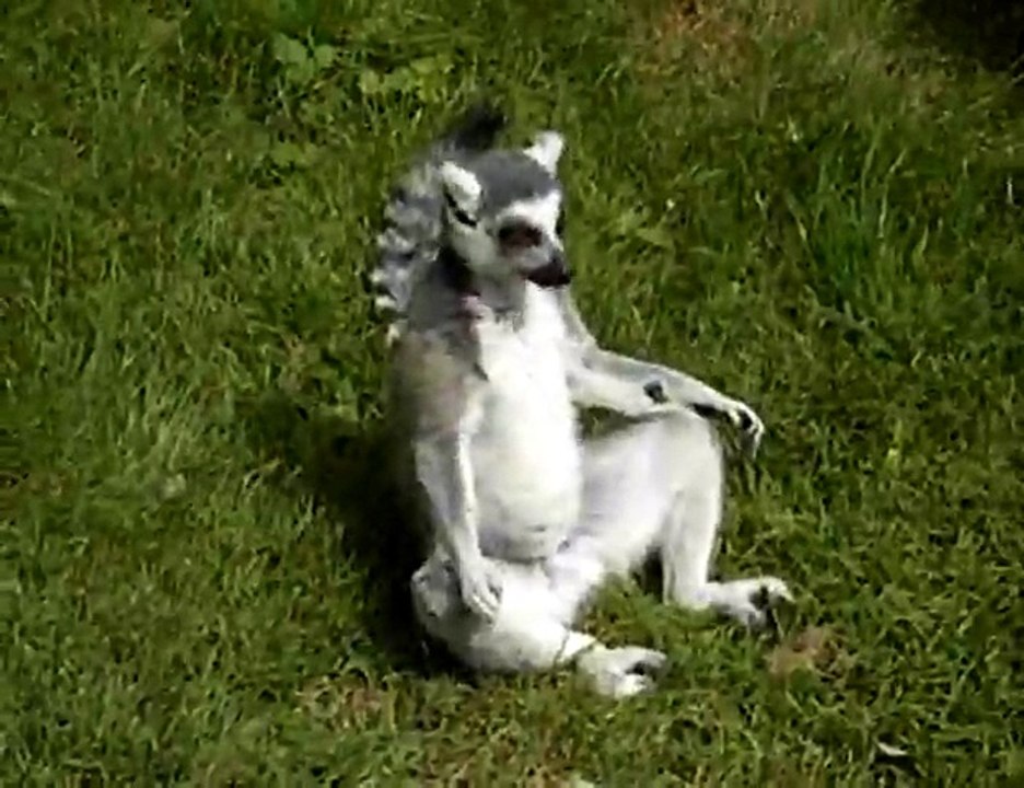 Ringtailed Lemur - Funny Videos at Videobash