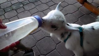 Adorable Lemur Vs Baby Goat - Funny Videos at Videobash