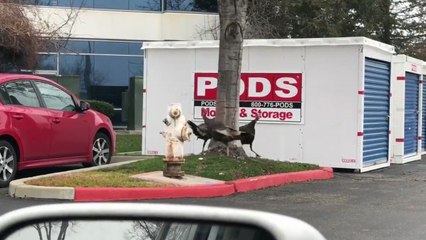 3 dindes se courent après