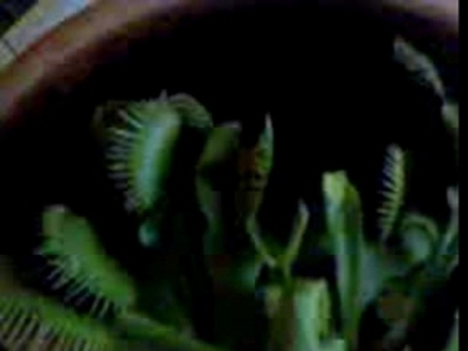 Plante papa2
