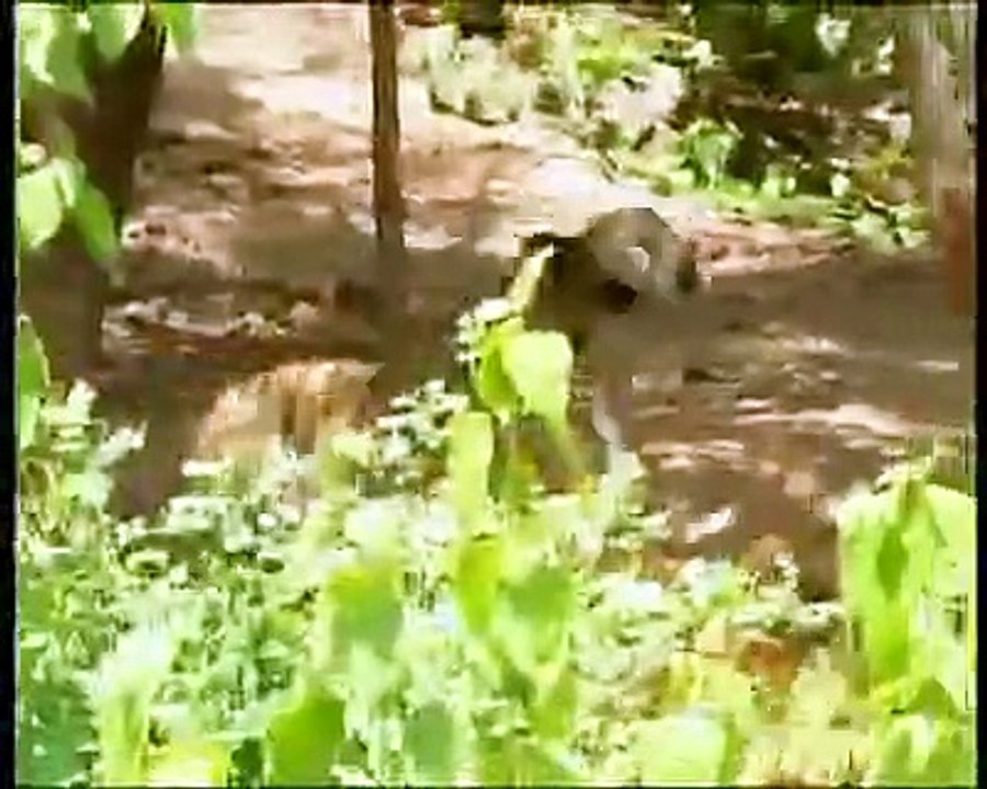 Monkey Vs Tiger