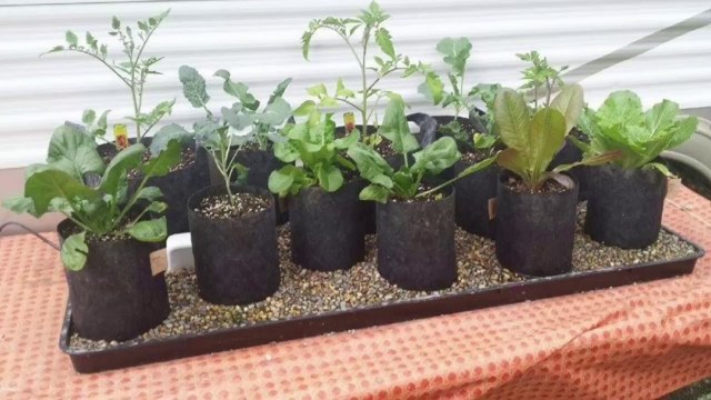 Incredible Automatic Self Watering Grow Bag Garden System Plant it and Forget It