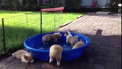 Small short legs who even play in the wash basin open water lying