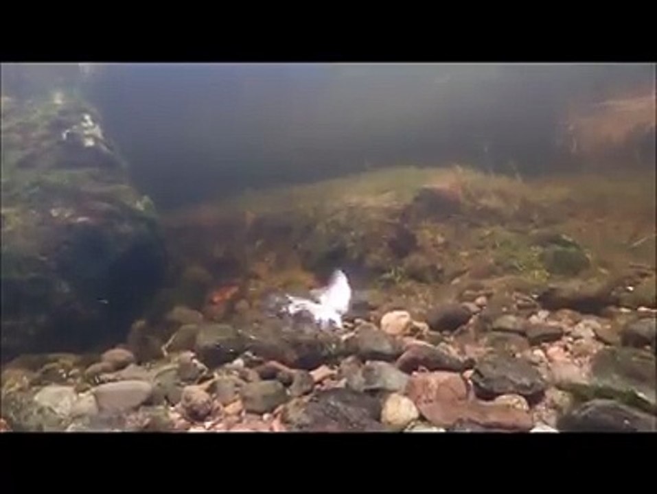 bird fishes underwater