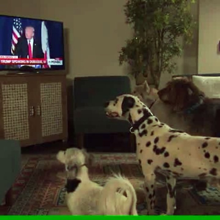 Dogs Love Trump
