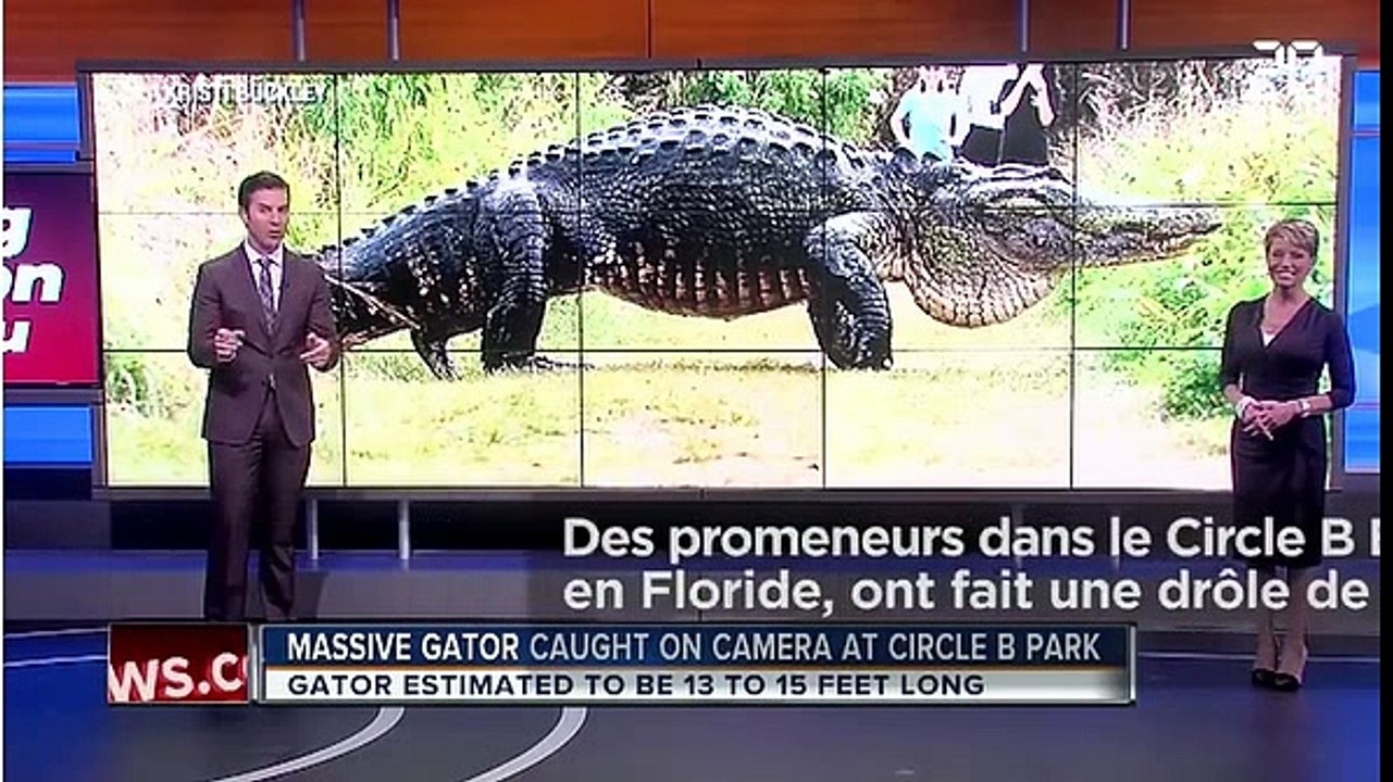 Etats-Unis: Ils tombent sur un placide alligator de 4,5 mètres et 360 kg