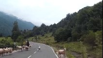 SHEEP TURNS ON HERDER AND ATTACK