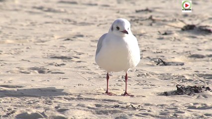 L'hiver à la Grande-Plage - TV Quiberon 24/7