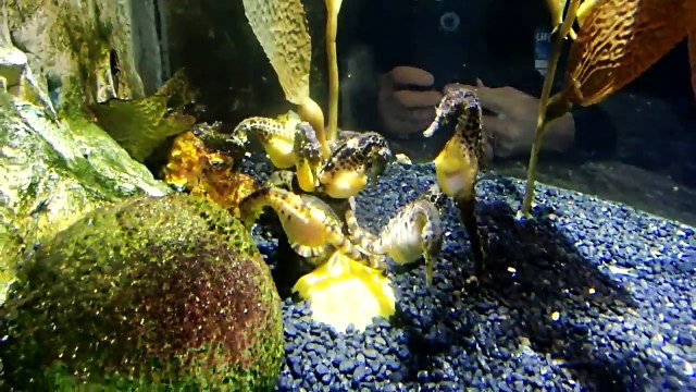 Эрик идет в океанариум. Акулы прямо над головой