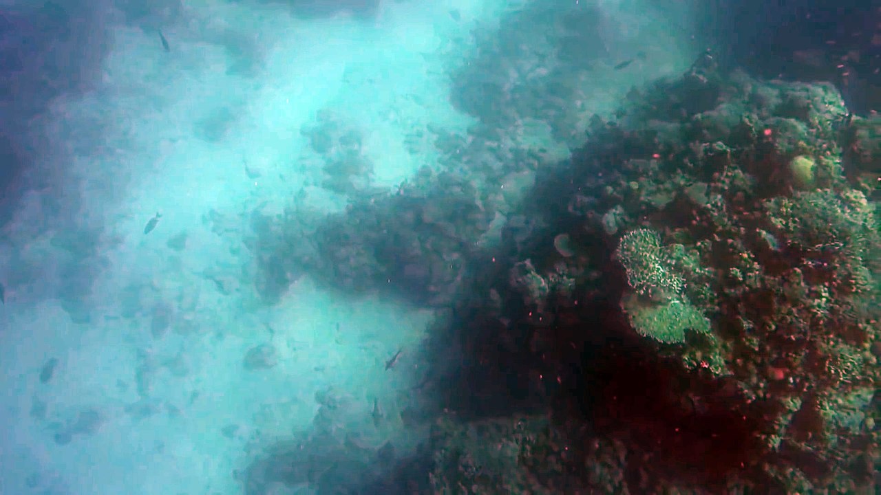 Shark Attack - Bullshark Attacks Spearfisherman